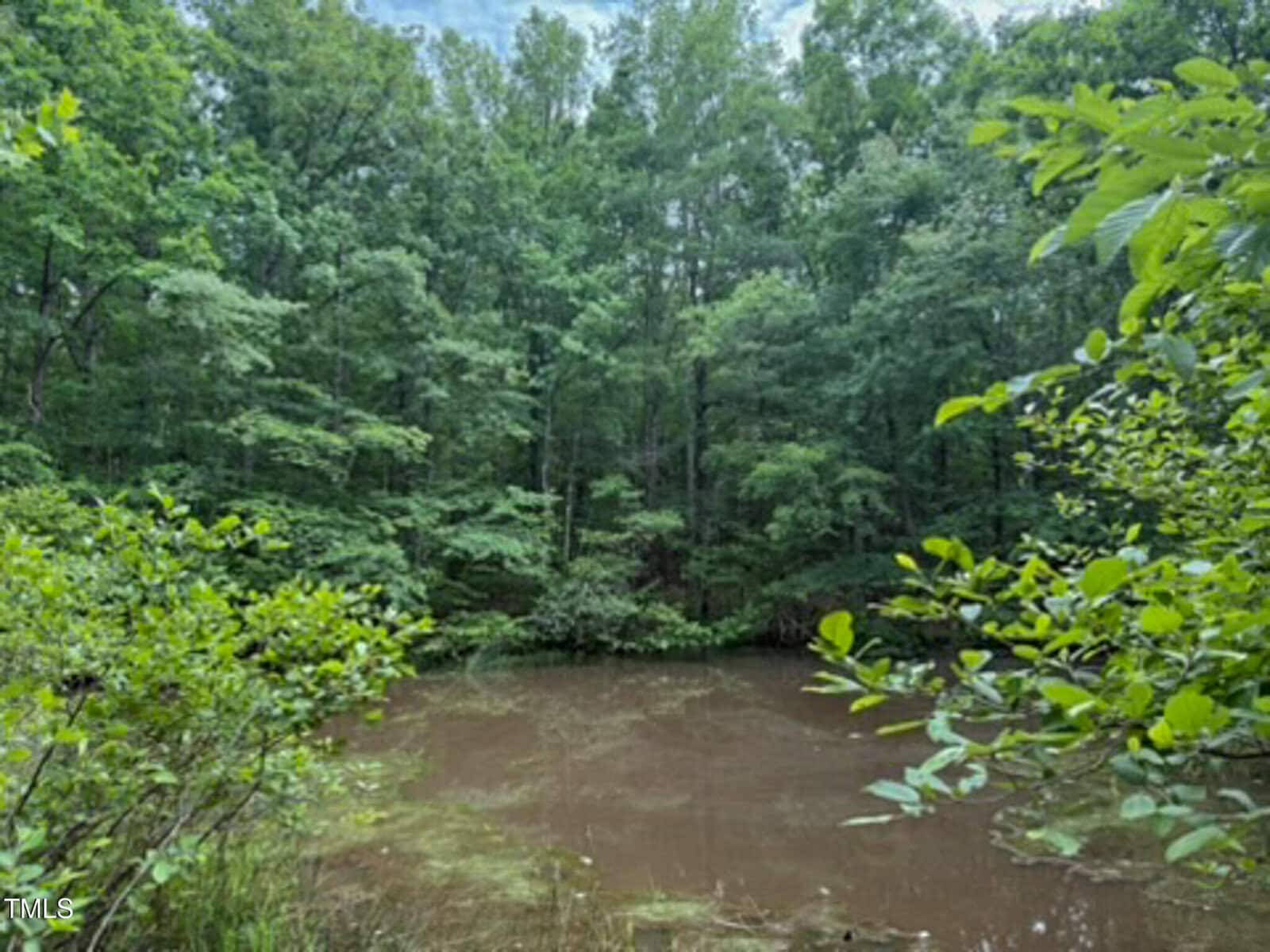 A small muddy pond surrounded by dense green trees and foliage, with overcast skies visible through the branches.