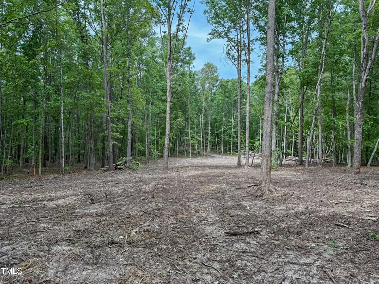 Cleared area in a forest with patches of bare ground and scattered tree trunks, surrounded by tall, leafy trees under a blue sky. Some logs and branches are stacked in the background.