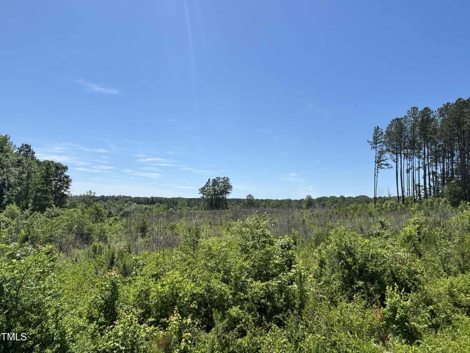 A flat landscape with dense green shrubs and small trees in the foreground, a sparse tree line in the distance, and a clear blue sky above.