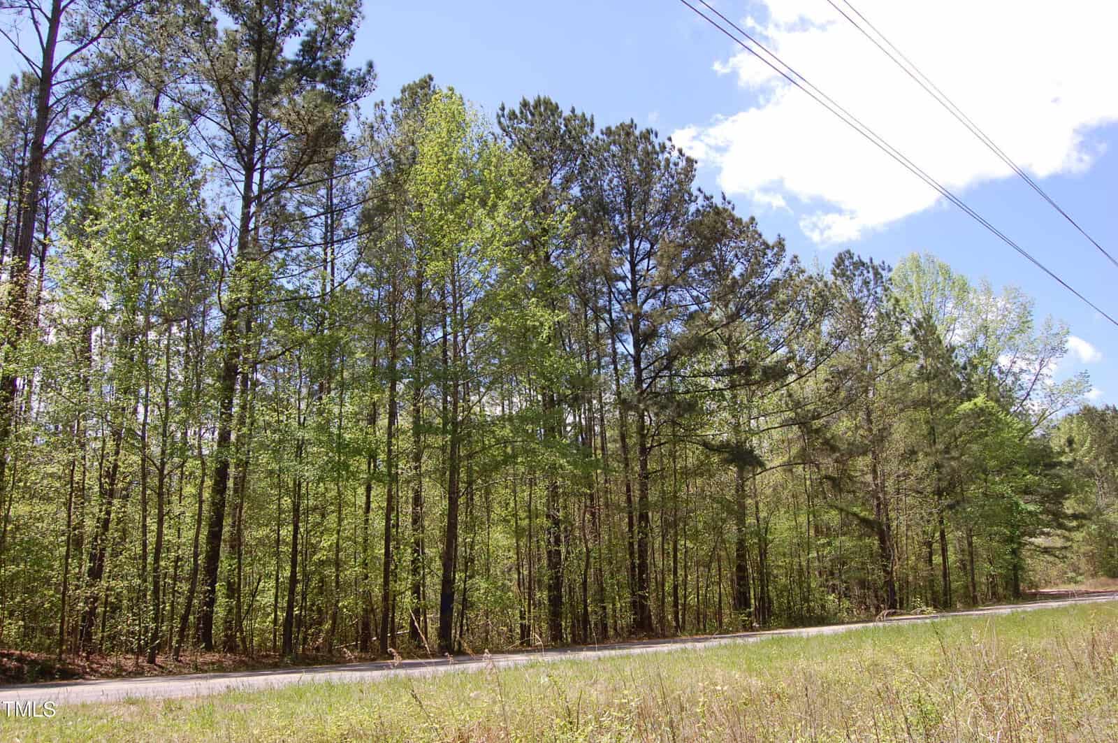 A two-lane road runs alongside a dense forest of tall pine trees under a partly cloudy sky, with power lines visible in the upper right corner. Grass and brush line the roadside.