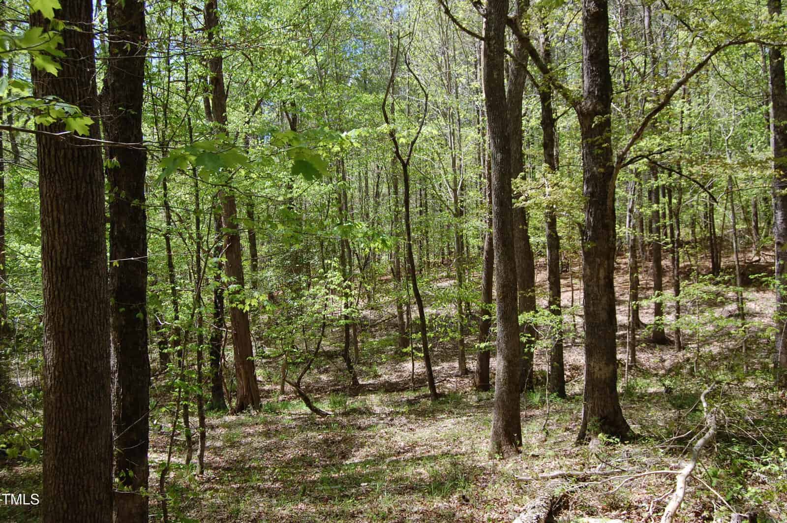 A forest scene with tall trees, green leaves, and patches of sunlight on the ground. The forest floor is covered with grass and fallen leaves, with dense vegetation in the background.
