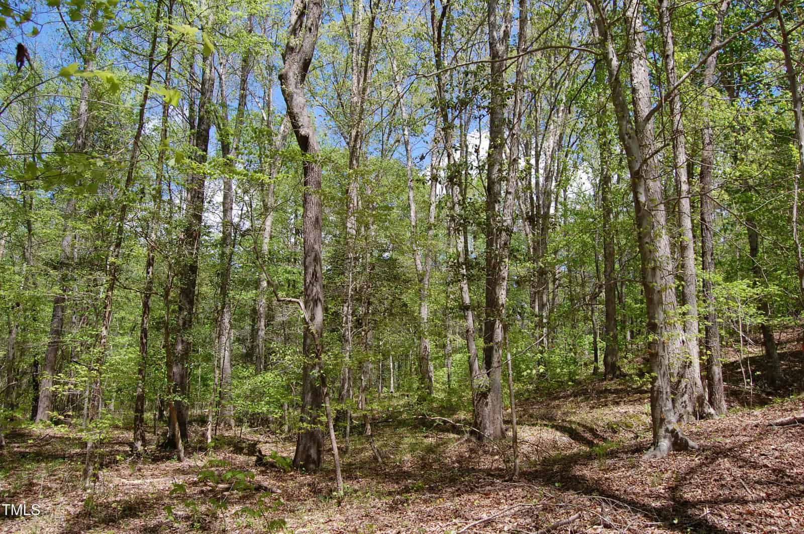 Dense forest scene with tall, slender trees, green foliage, and sunlight filtering through the branches. The forest floor is covered in dry leaves and patches of new growth. The sky is partly visible through the treetops.