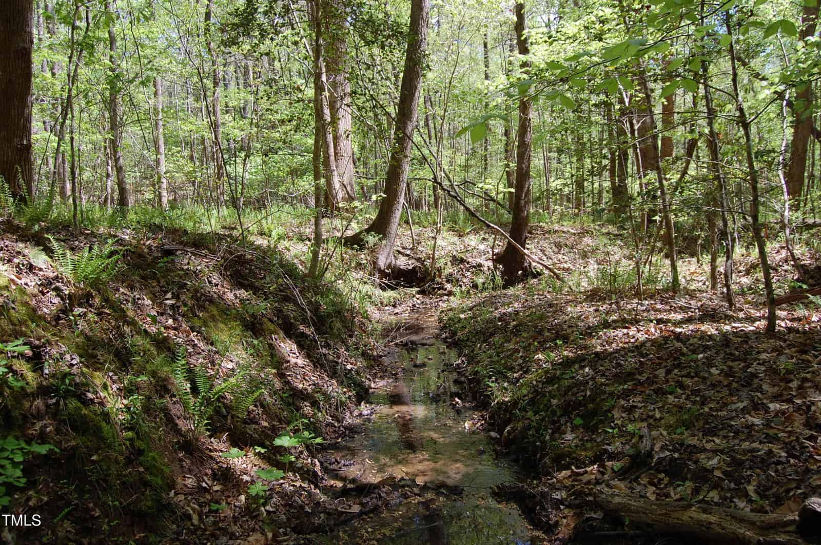 A small, shallow creek runs through a forest with tall trees, green foliage, and patches of sunlight filtering through the leaves. Ferns and dry leaves cover the ground along the creek bed.