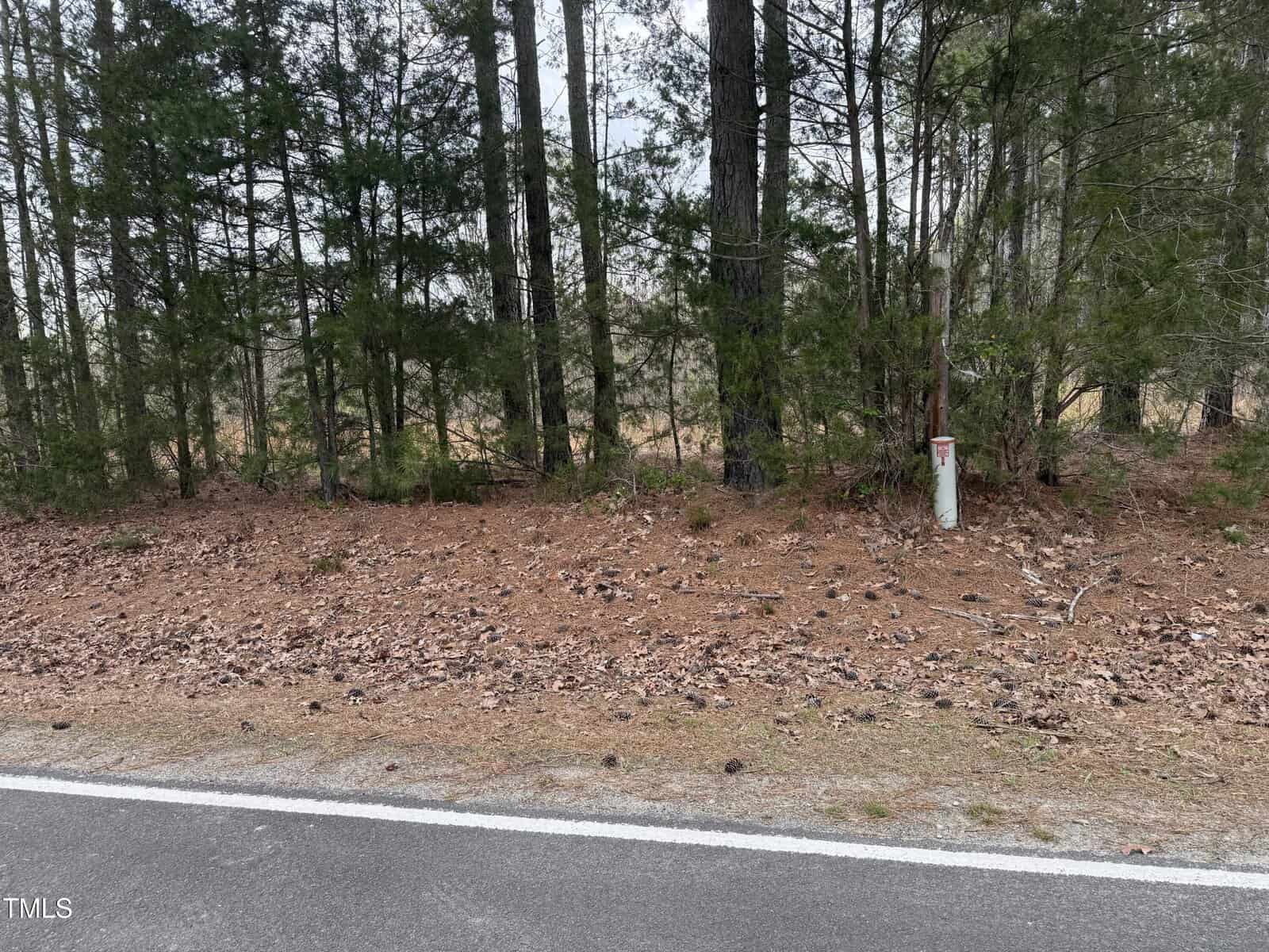 A roadside view showing a pine-needle-covered ground with scattered pinecones, bordered by a forest of tall evergreen trees. A white utility marker stands near the tree line.
