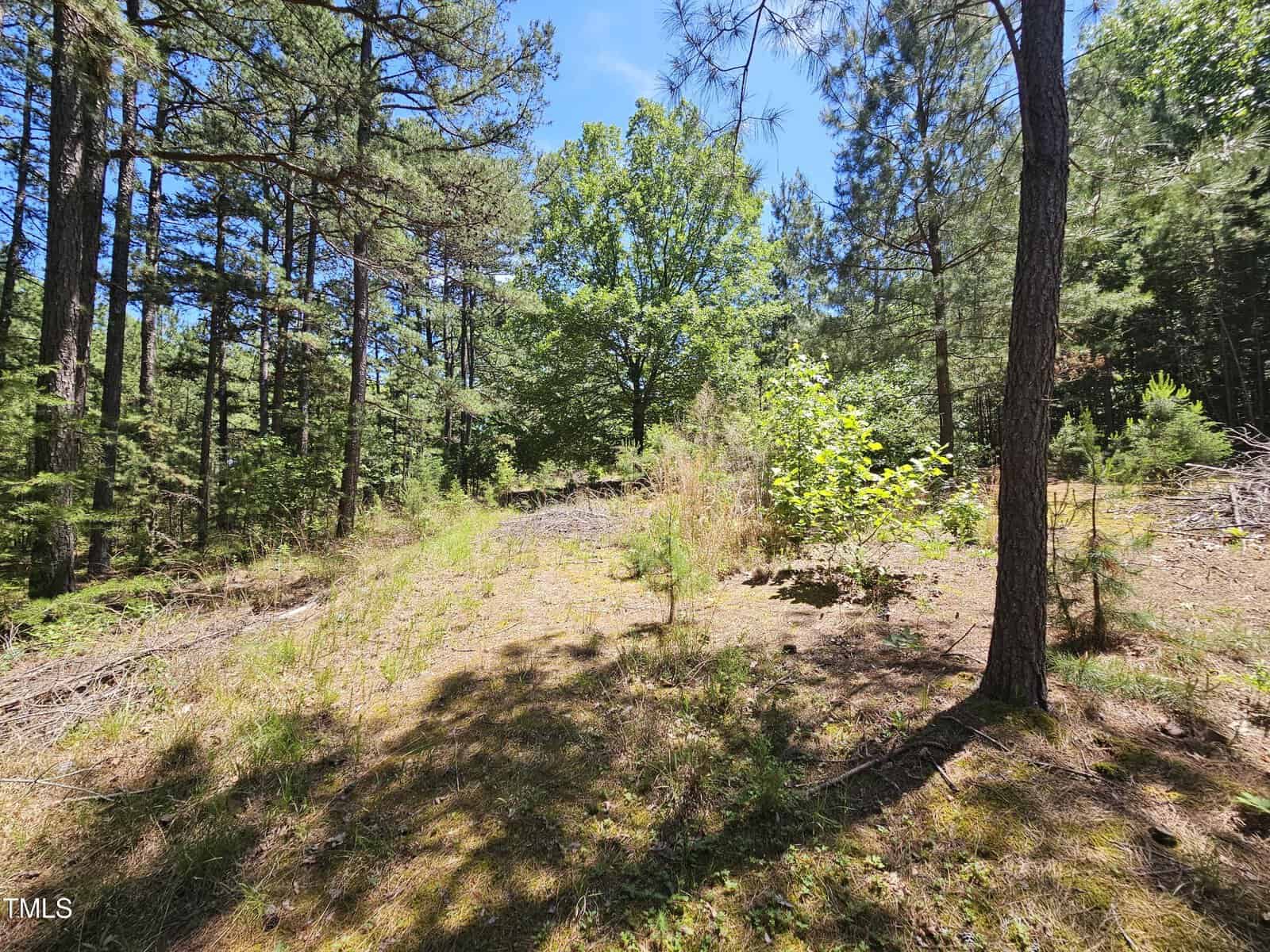 A sunlit clearing in a forest with tall pine trees, scattered undergrowth, and patches of grass. Shadows from trees fall on the ground. The sky above is clear and blue.