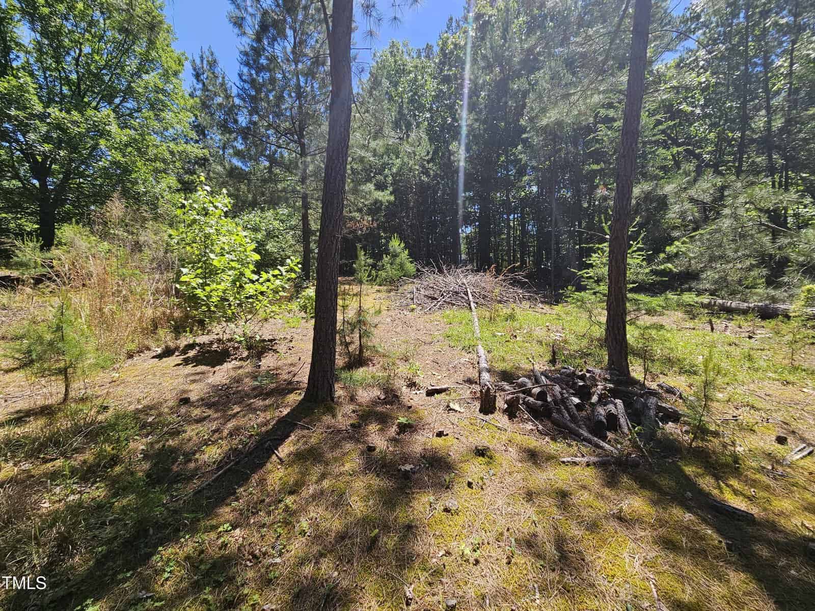 A sunlit forest clearing with scattered pine trees, patches of grass, and fallen branches on the ground. The background is densely wooded, and the sky is mostly clear and blue.