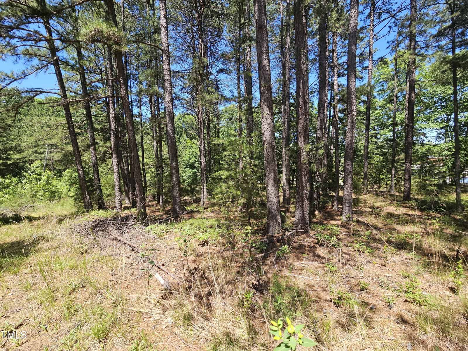 A wooded area with tall, thin pine trees, sparse underbrush, and patches of sunlight on the forest floor. The sky is clear and blue, and some grassy vegetation is visible at the base of the trees.