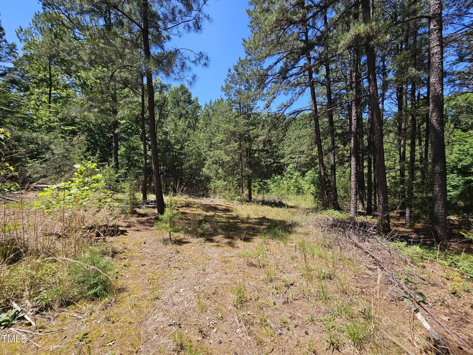 Sunlit forest clearing with sparse grass and low vegetation on the ground, surrounded by tall pine trees under a clear blue sky. Shadows from the trees fall across the clearing.