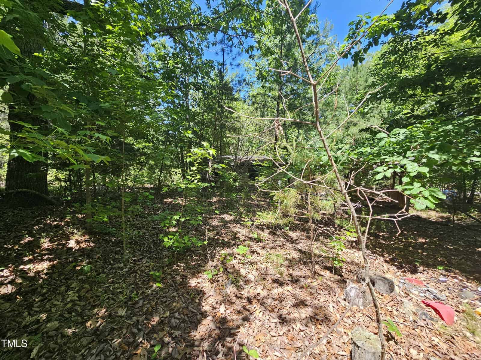 A wooded area with dense green trees and undergrowth, scattered dry leaves on the ground, and patches of sunlight filtering through the foliage on a clear day.