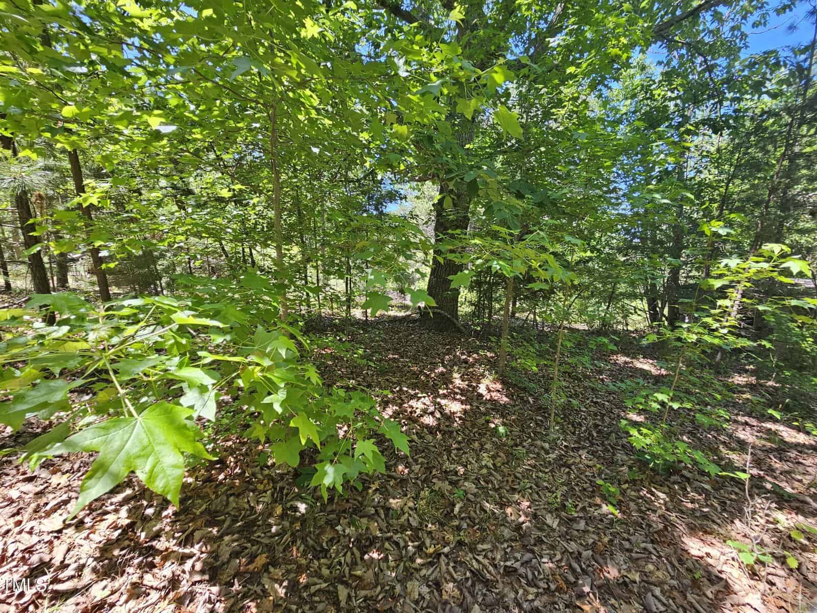 A sunlit forest scene with green leaves on trees and shrubs, a dense canopy, and a ground covered in dry, brown leaves. Sunlight filters through the foliage, creating patches of light and shadow.