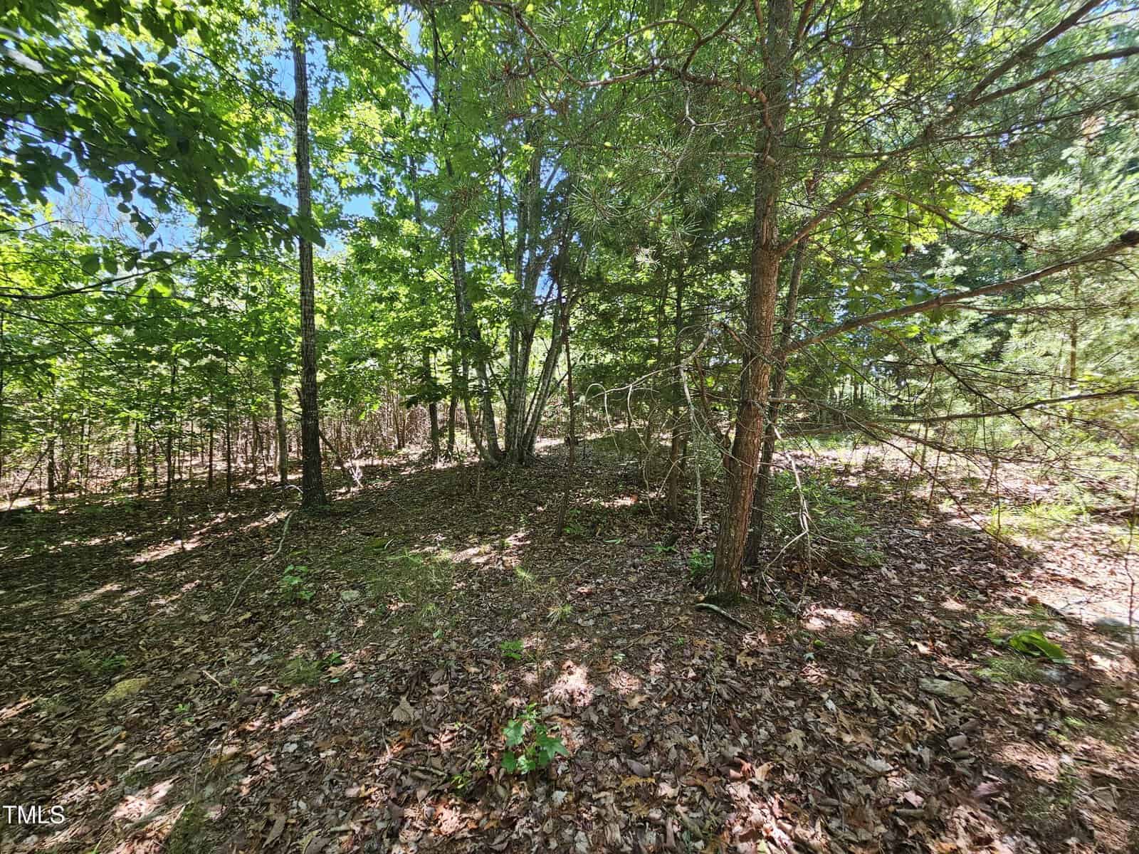 A wooded area with a mix of trees and underbrush, scattered leaves covering the ground, and sunlight filtering through the green foliage.