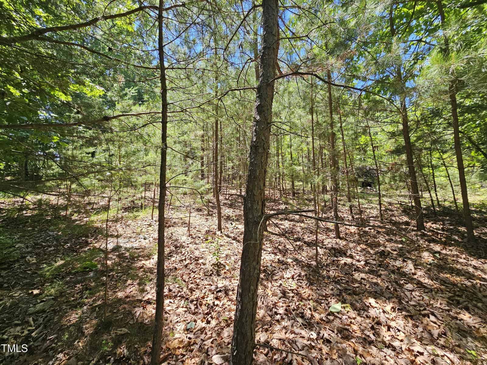 A sunlit forest area with young, thin trees growing among dry fallen leaves on the ground. Green foliage is dense at the edges, and clear blue sky is visible through the branches.