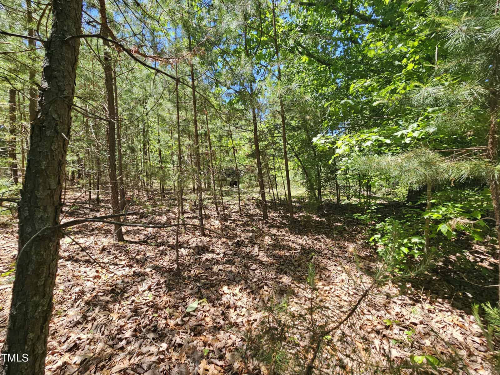 A sunlit forest scene with tall, slender pine trees, green foliage, and a ground covered in dry brown leaves. Bright sunlight filters through the tree canopy, casting shadows on the forest floor.