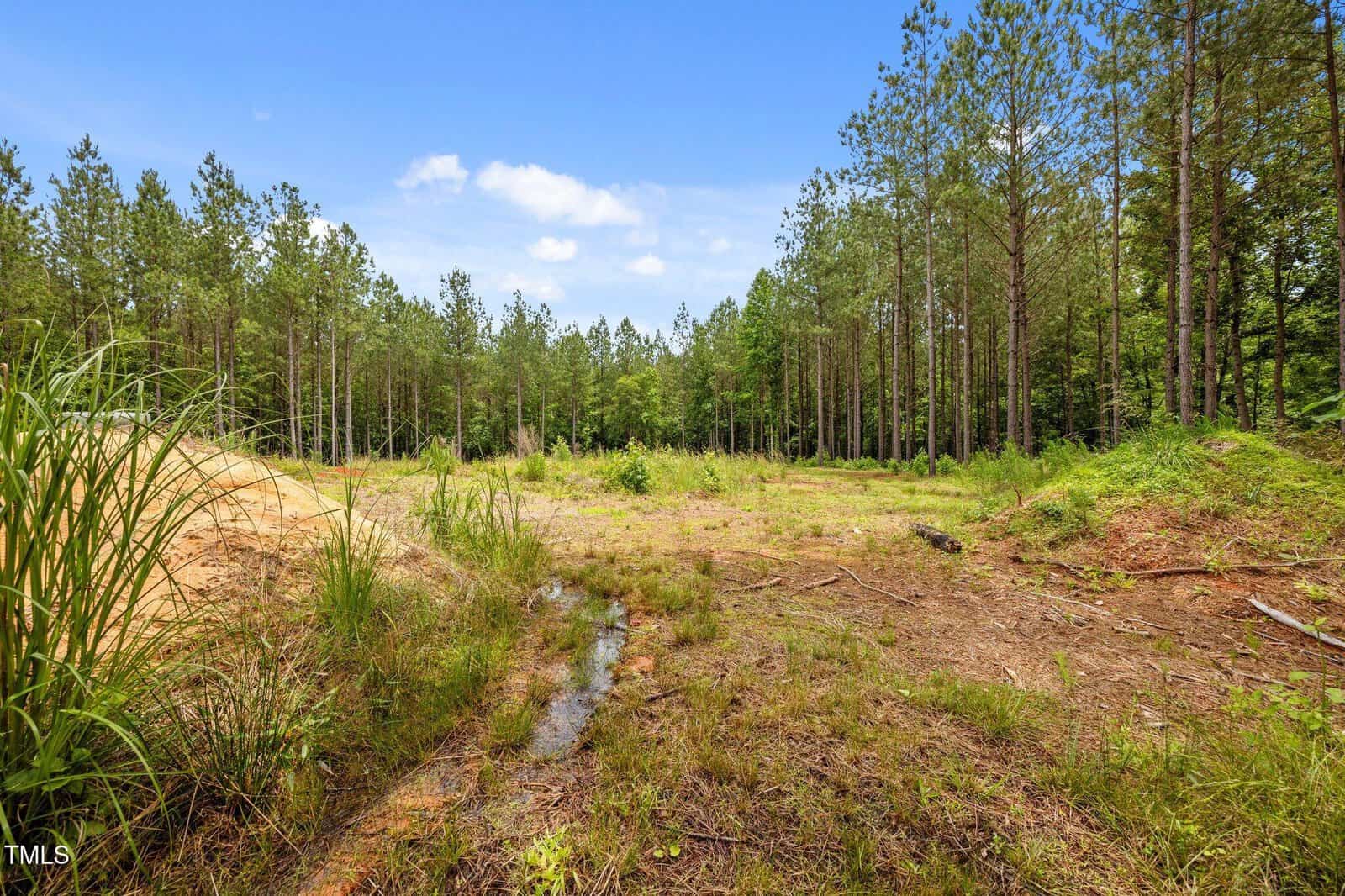 A cleared patch of land surrounded by tall pine trees under a blue sky with scattered clouds; some grass and brush are visible in the foreground.