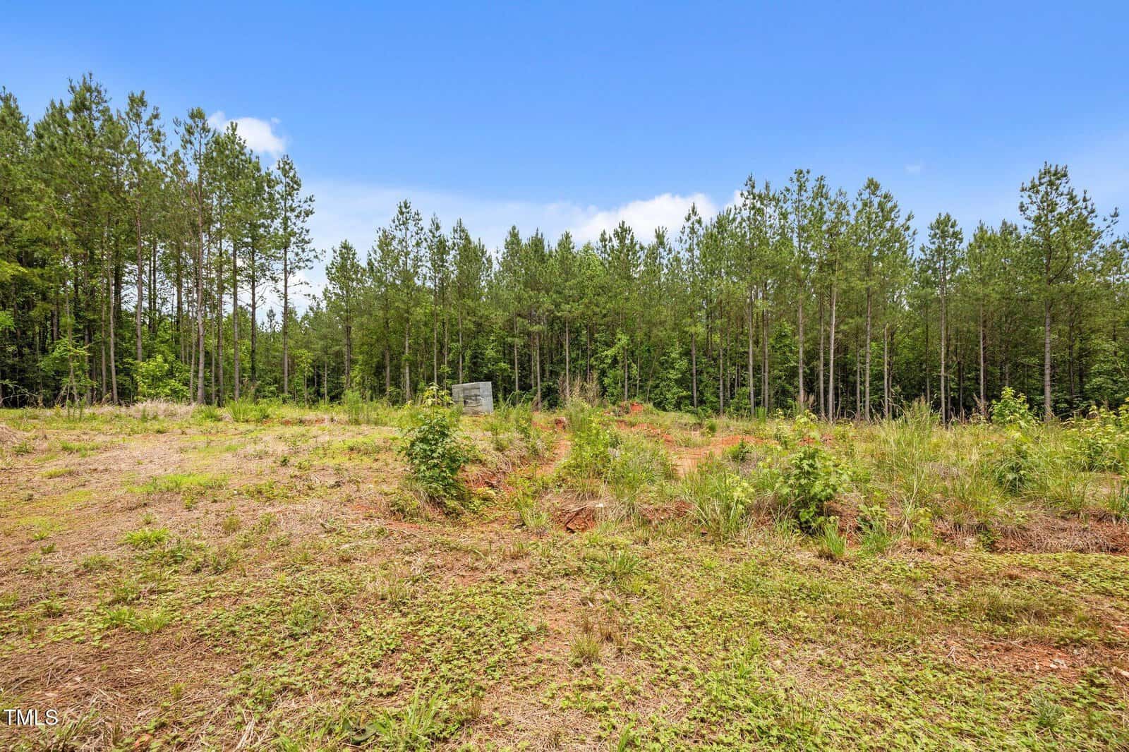 Cleared plot of land with sparse grass and small shrubs, backed by a dense forest of tall pine trees under a bright blue sky. A small utility box or structure is visible near the tree line.