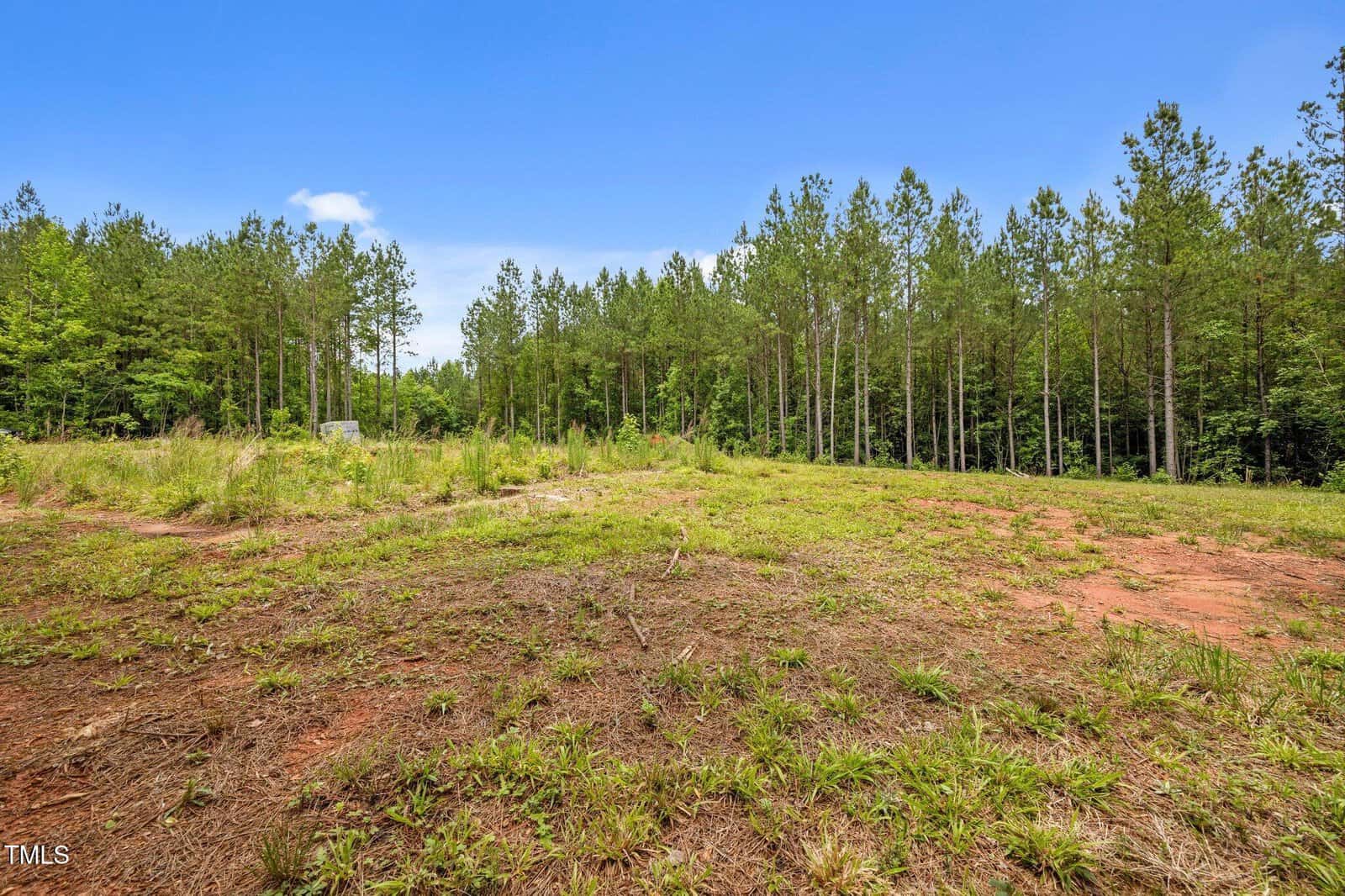 Cleared patch of ground with sparse grass and reddish soil in the foreground, surrounded by tall pine trees under a blue sky.