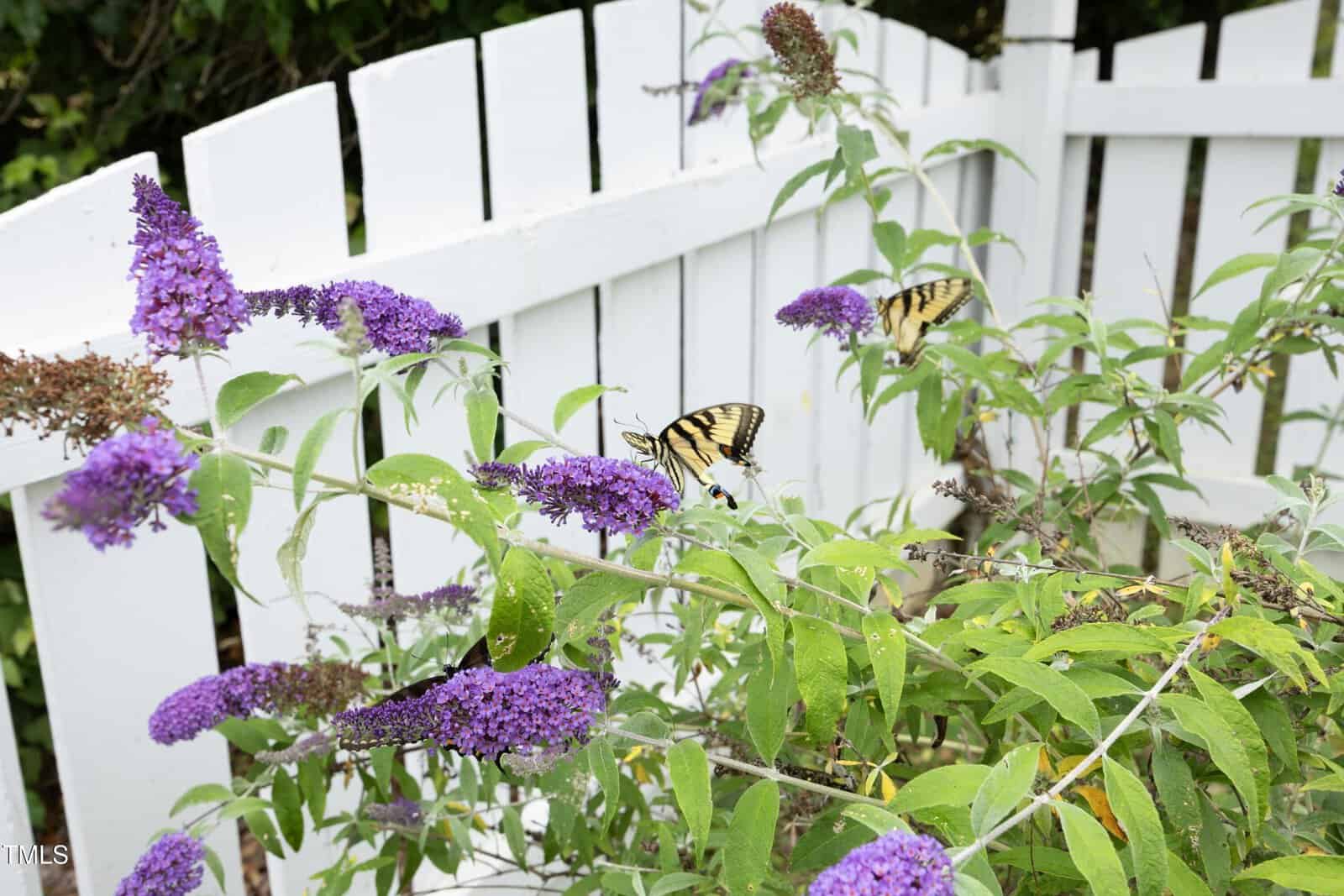 Two yellow and black butterflies perch on purple flowers in a garden, with a white wooden fence in the background.
