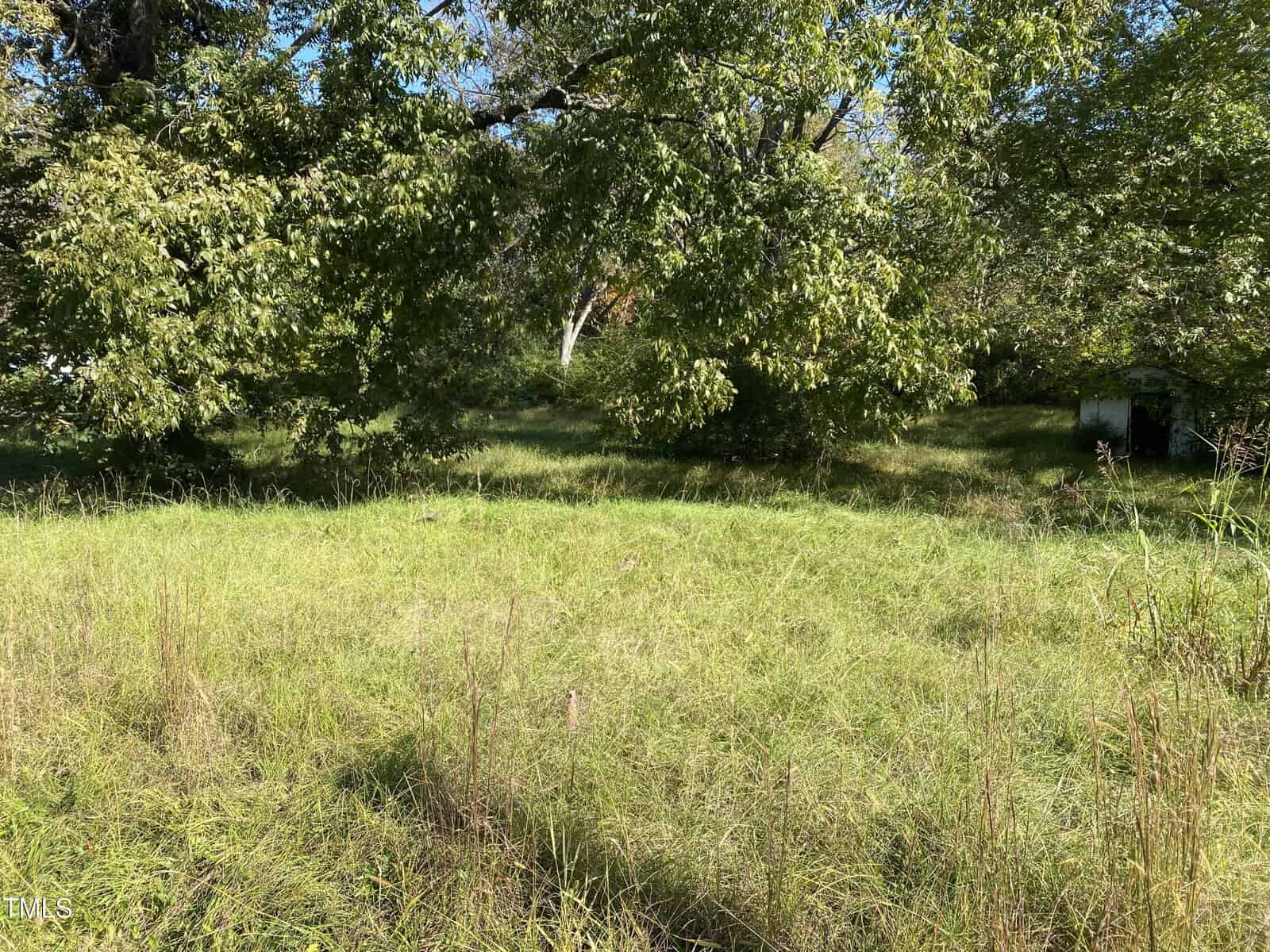 A grassy field with tall green grass and scattered trees under a clear blue sky, reminiscent of the tranquil landscapes found in Franklinton. Sunlight filters through the leaves, illuminating a small white structure partially visible in the background to the right, near 443 S Main.