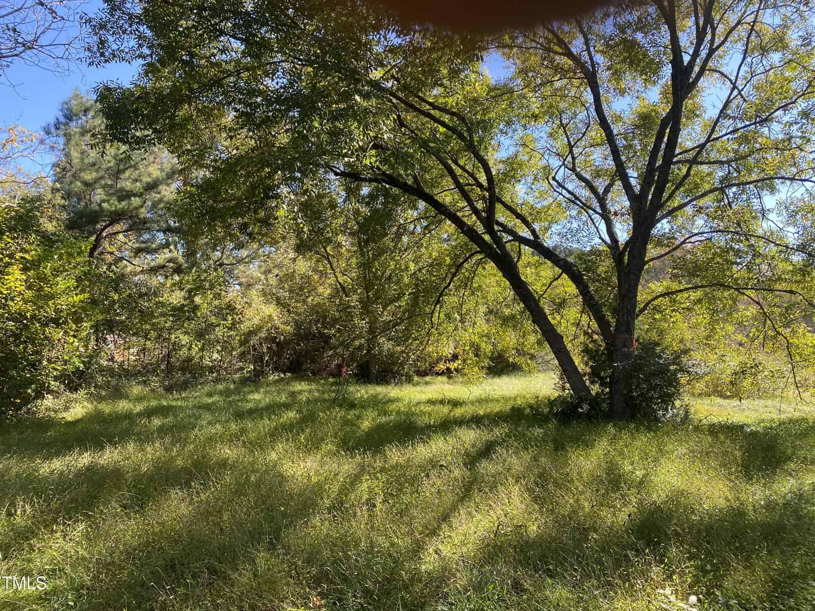 A grassy area with tall green grass and scattered trees casting shadows in sunlight, reminiscent of the serene landscapes near 445 S S Main Street, Franklinton. Some branches extend horizontally, and the sky is clear. A shadow or object partially covers the top of the image.
