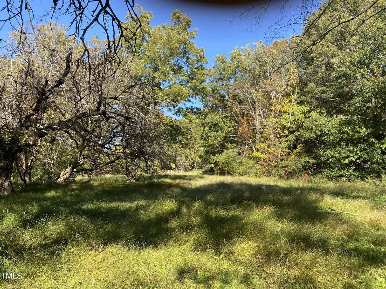 A sunlit grassy clearing surrounded by dense green and yellow trees, with some branches casting shadows on the ground. The sky is clear and blue.