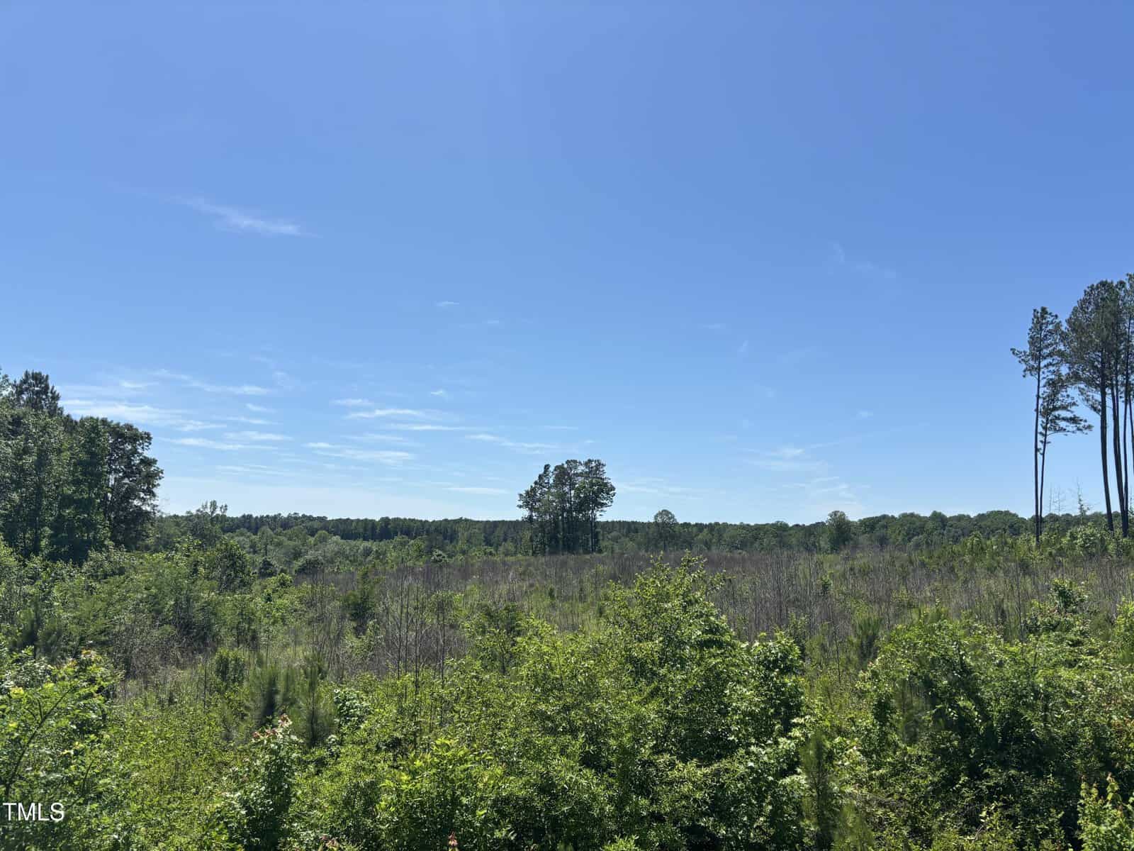A clear blue sky over an open, grassy field with scattered bushes and trees. Dense greenery is in the foreground, and a few tall trees stand in the distance.