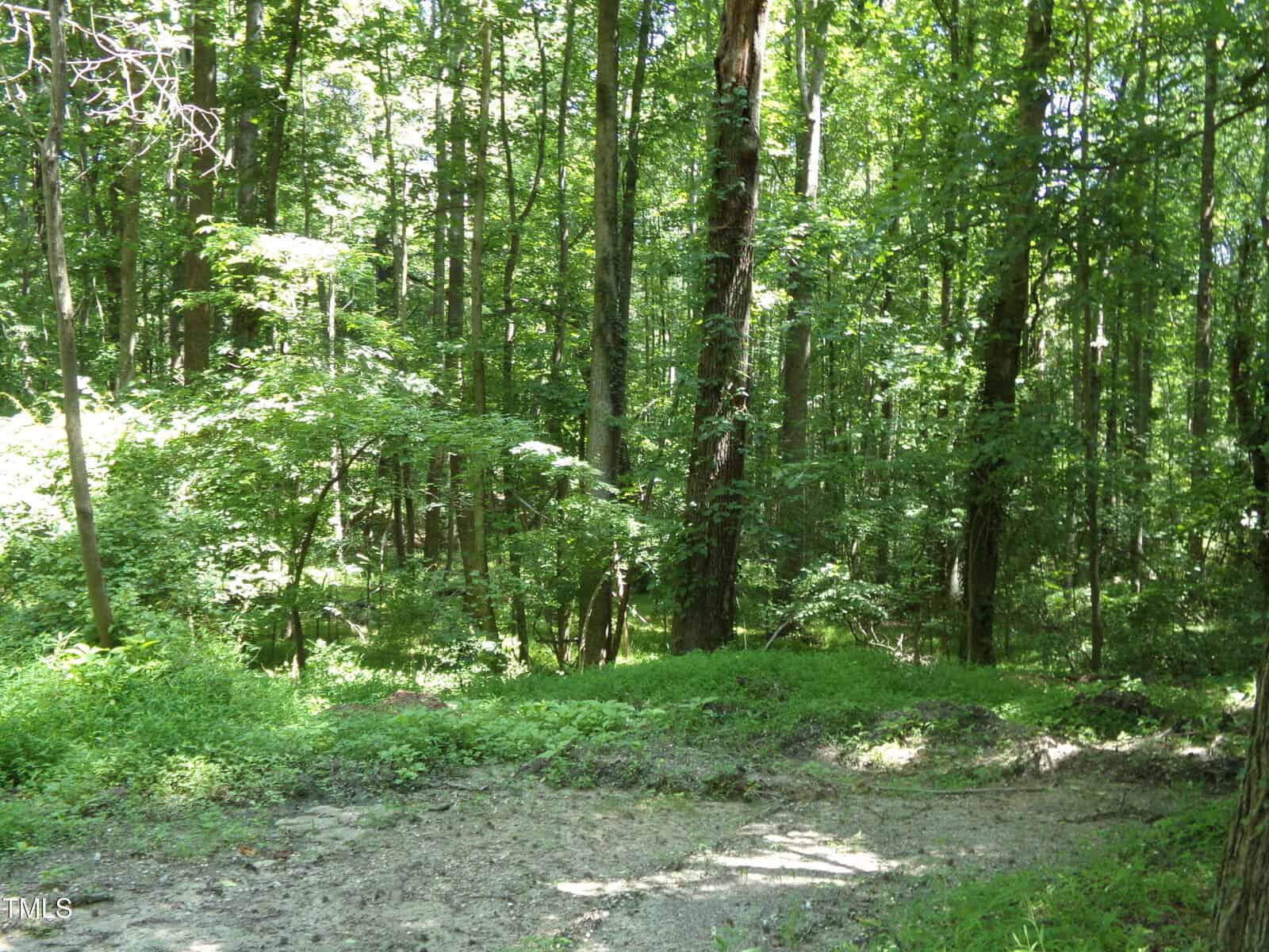 A sunlit forest scene with tall green trees, dense foliage, and a patch of bare ground in the foreground. The sunlight filters through the leaves, creating a mix of light and shadow on the forest floor.