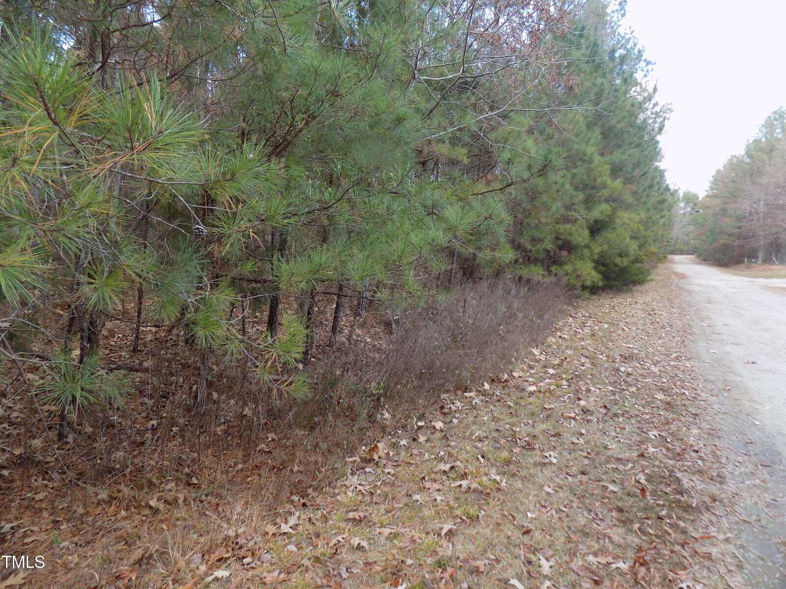 A dirt road runs alongside a dense line of pine trees and shrubs; dry leaves cover the grassy ground under a partly cloudy sky.