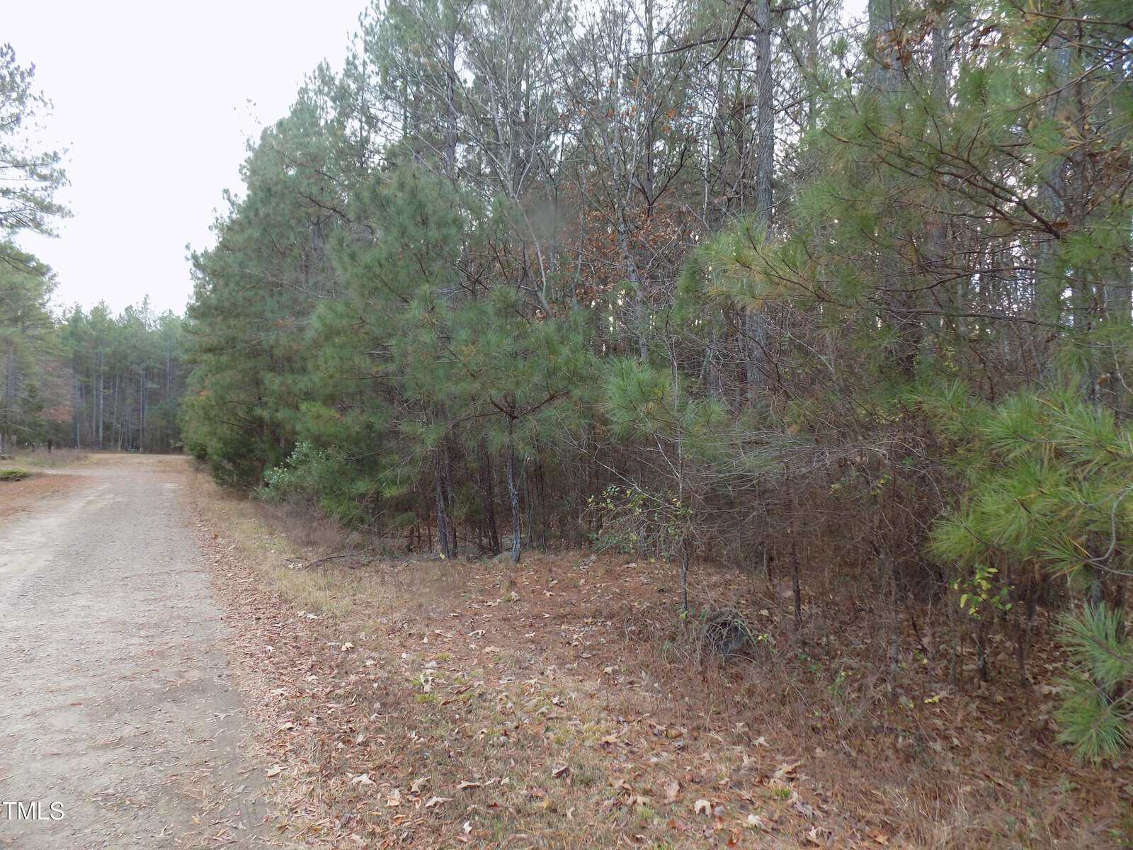 A dirt road curves through a forested area with tall pine trees and sparse underbrush; fallen leaves cover the ground on both sides of the road.
