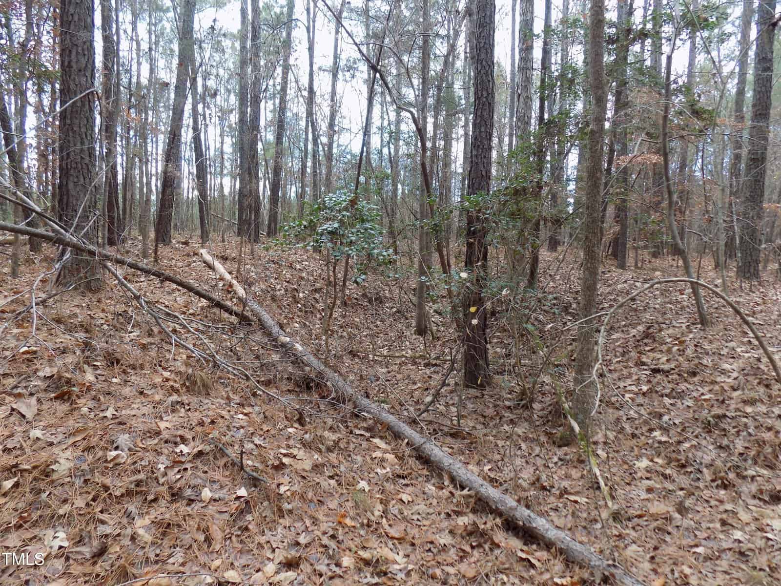A wooded area with tall trees and a forest floor covered in brown fallen leaves. Several tree branches are lying on the ground, and sparse underbrush is visible among the trees.