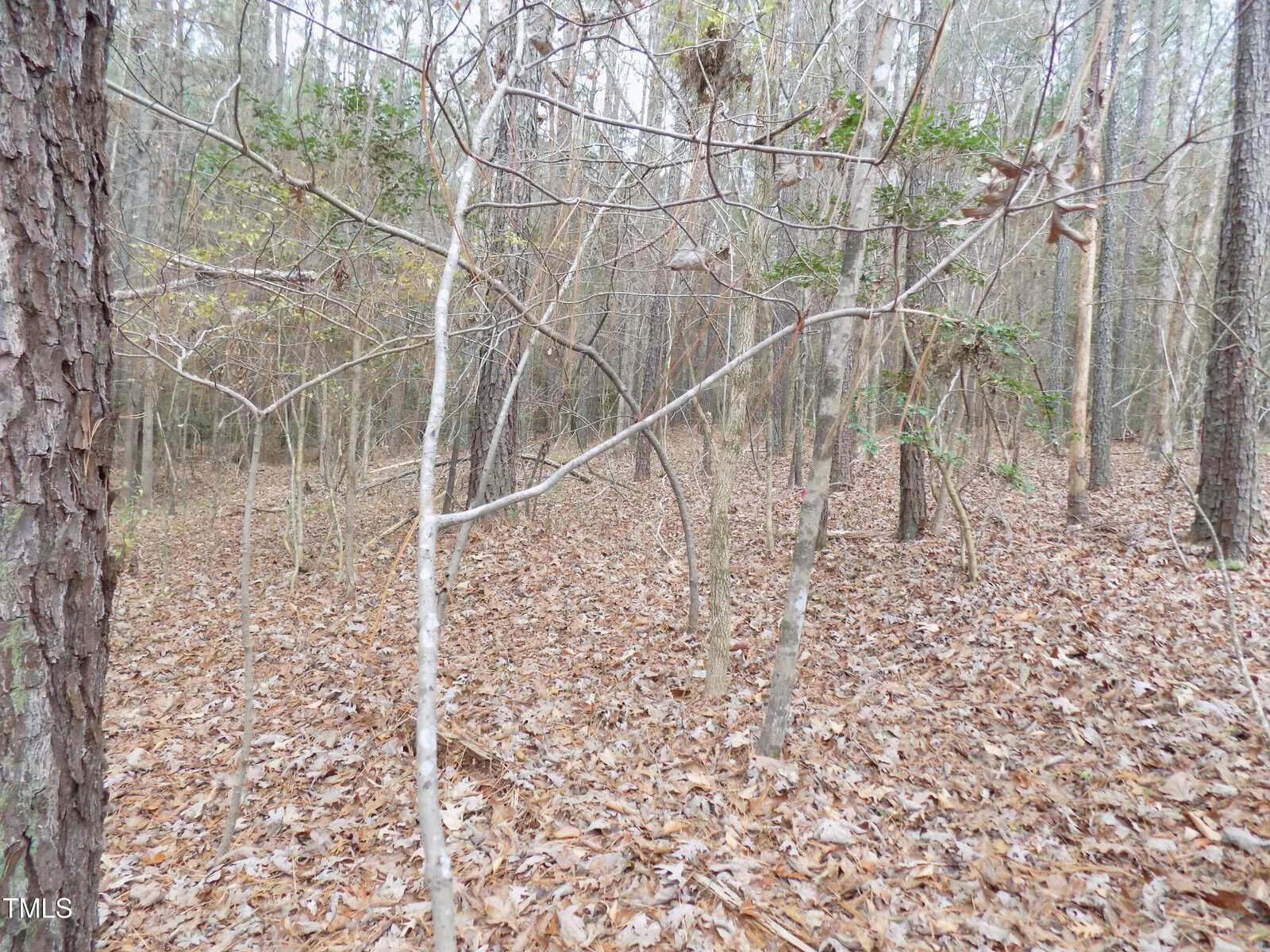 A wooded area with thin tree trunks and sparse branches, the ground covered in brown fallen leaves. The background shows more trees with bare branches, suggesting a forest in late autumn or winter.
