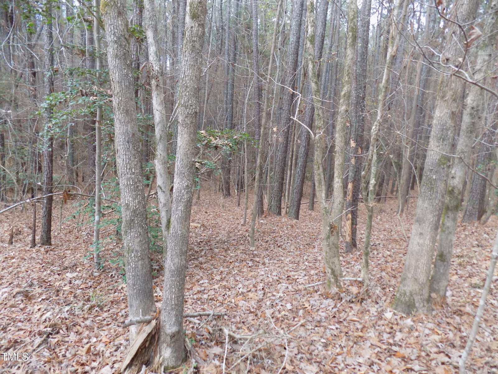 A forest scene with numerous tall, thin trees. The ground is covered with brown fallen leaves, and some small green bushes are present. The trees have bare branches, indicating a late autumn or winter season.