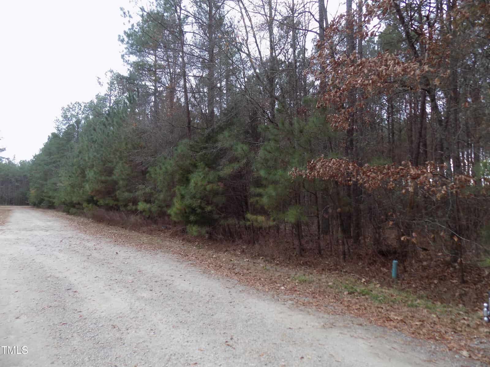 A dirt road runs alongside a dense forest of pine and leafless trees under an overcast sky. Fallen leaves are scattered on the ground and the road’s edge.