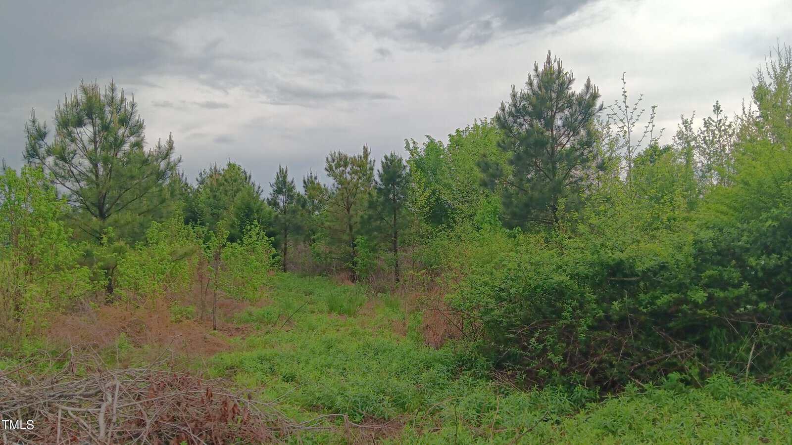 A cloudy sky over a patch of young pine trees and dense shrubs in a grassy, overgrown field. Some dry branches and brown vegetation are visible in the foreground.
