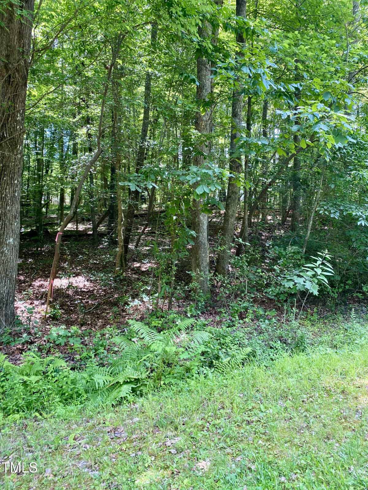 A wooded area with tall trees, dense green foliage, and a ground covered in leaves and plants. Sunlight filters through the branches, and a grassy patch runs along the front edge of the forested scene.