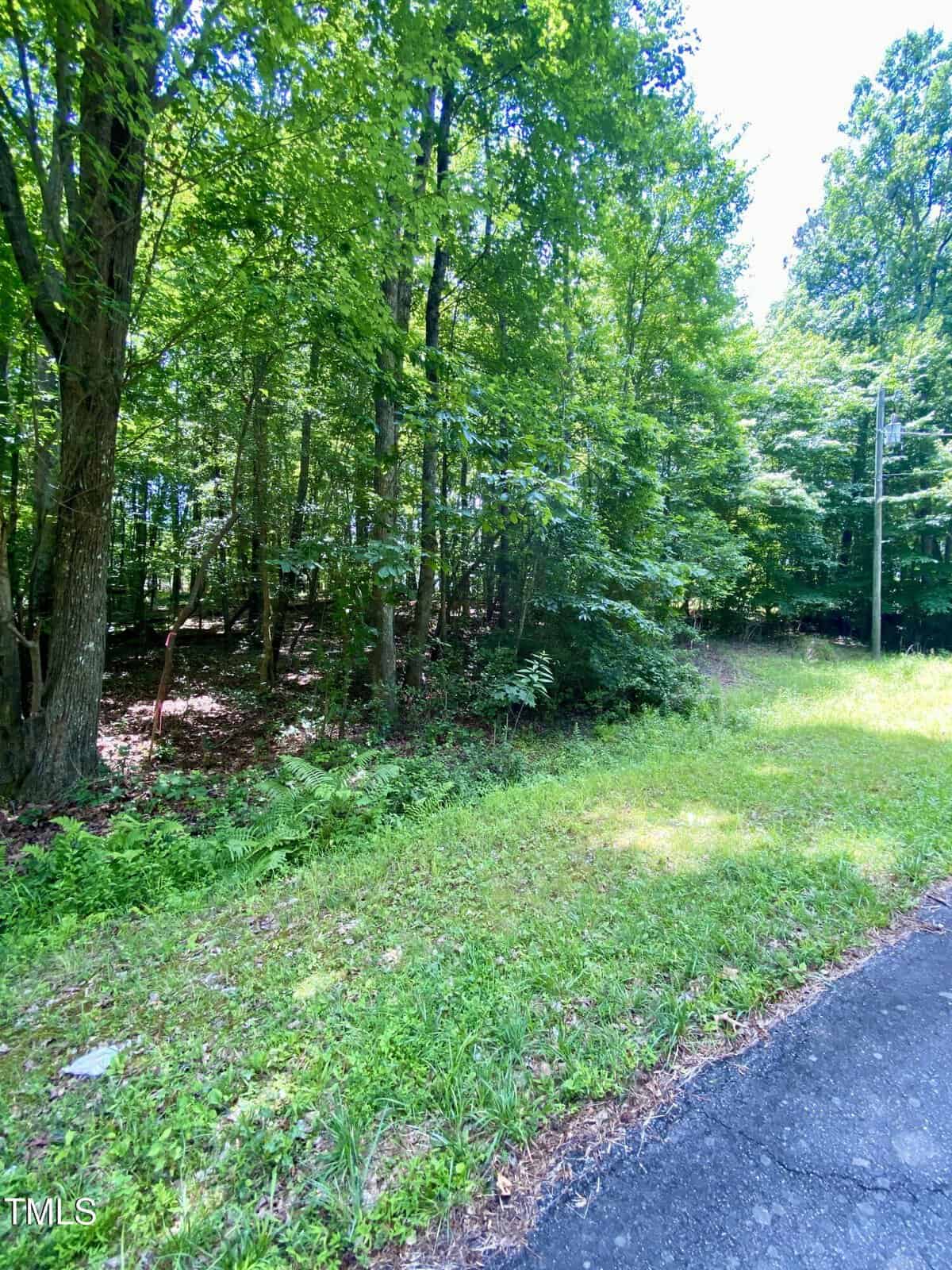 A paved road borders a forested area with tall green trees and dense underbrush. Sunlight filters through the foliage, illuminating patches of grass and casting shadows on the ground.
