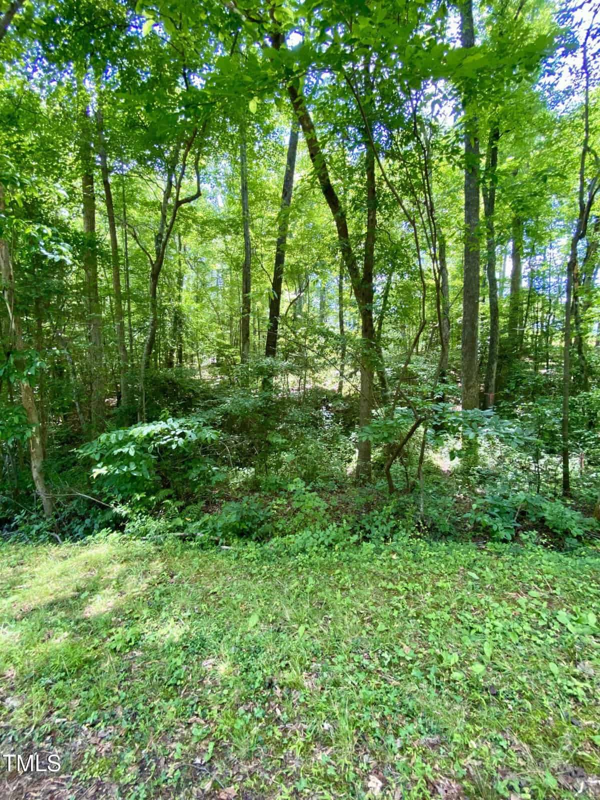 A dense forested area with tall green trees, thick underbrush, and sunlight filtering through the leaves. The ground is covered with grass and patches of leafy vegetation.