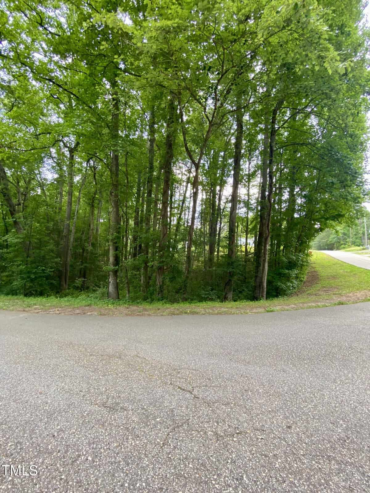 A paved road curves beside a dense forest of tall green trees under a bright sky. The corner of the road is visible in the foreground, with thick foliage in the background.