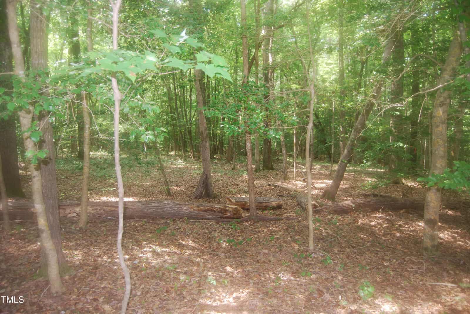 Sunlit forest scene with tall, slender trees, leafy green canopy, and a fallen log on the ground; forest floor covered in dry leaves and patches of sunlight filtering through the trees.