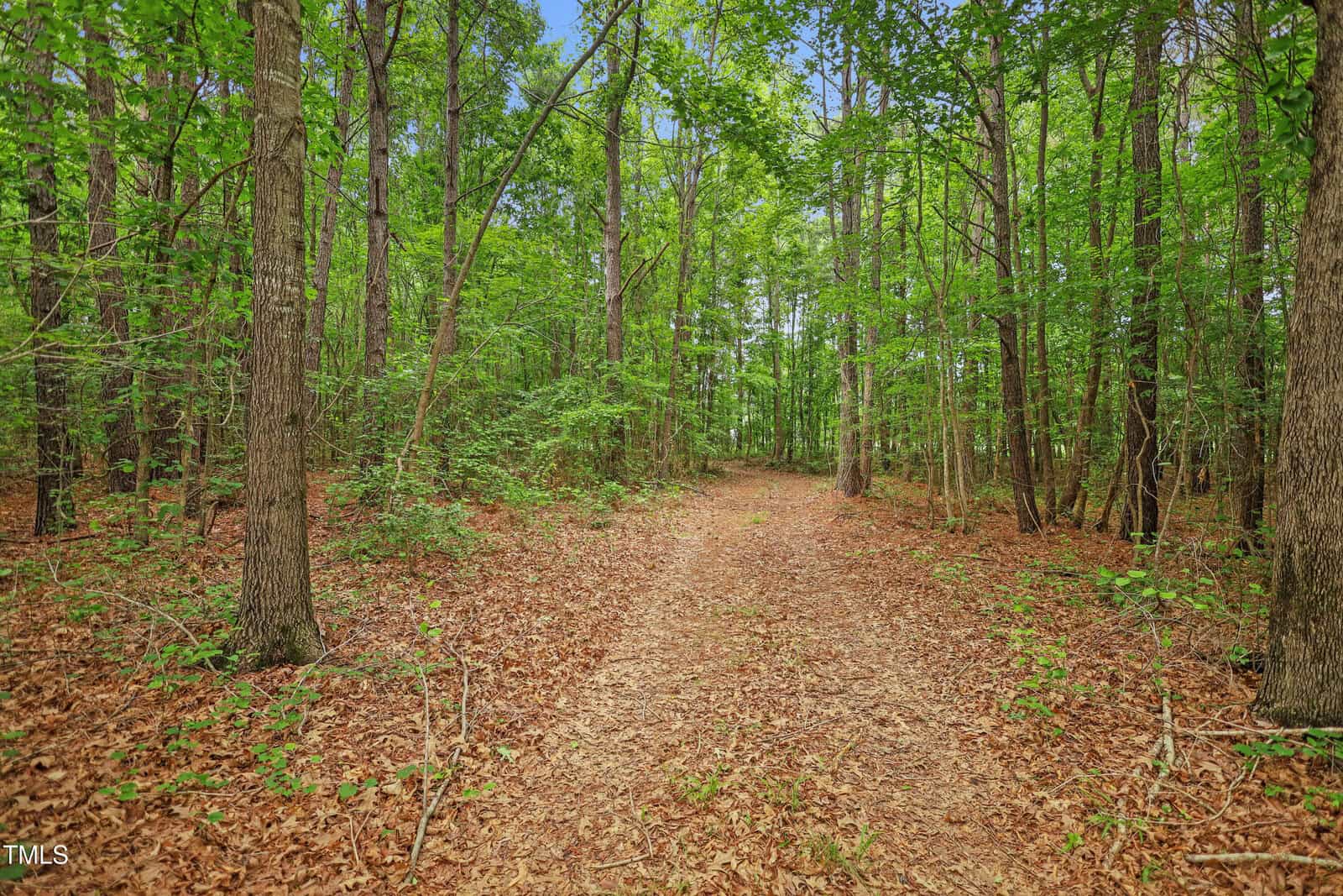 A dirt path winds through a dense, green forest with tall trees and a leafy ground covering. Sunlight filters through the canopy, creating a serene, natural scene.