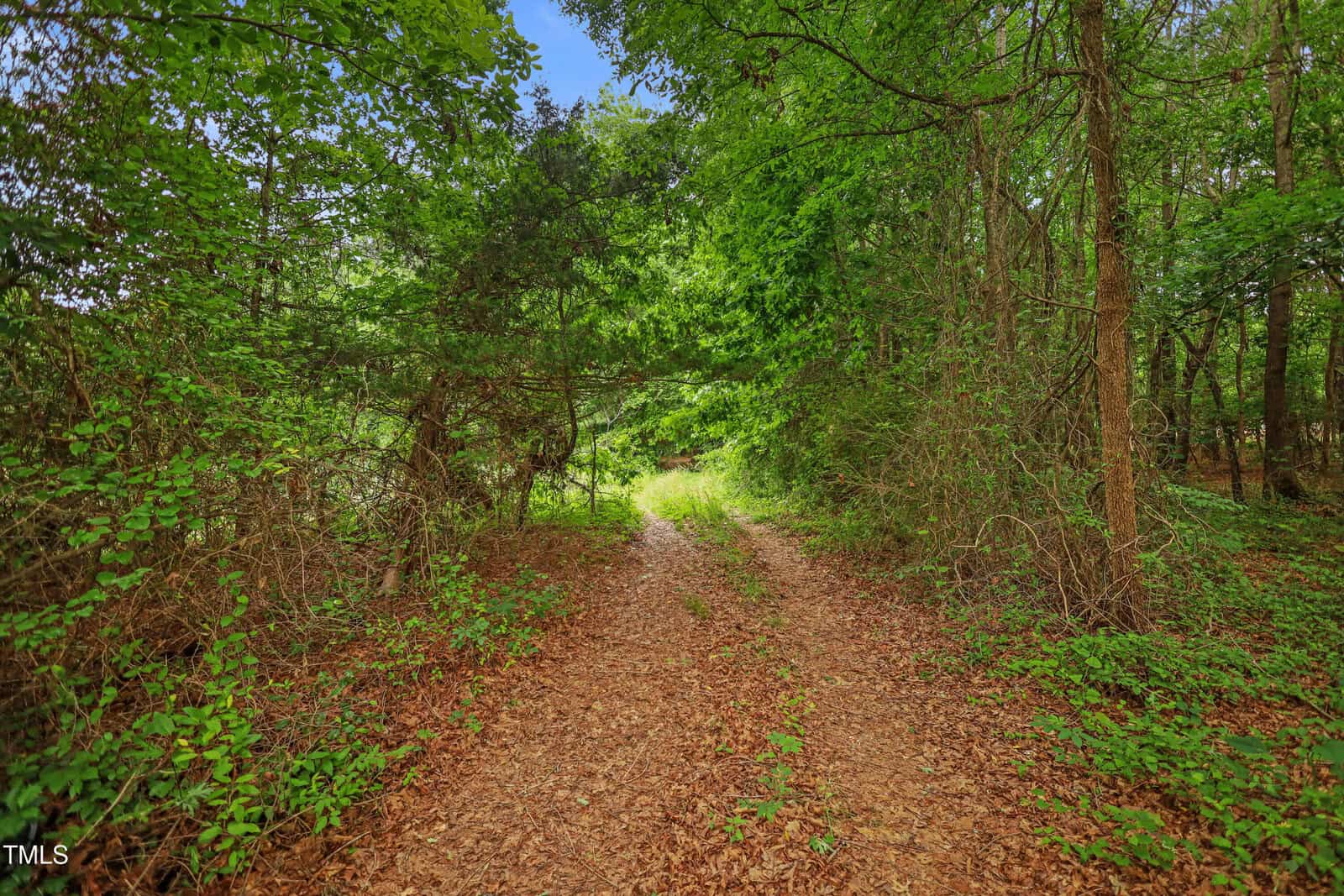 A dirt path covered in leaves winds through a lush, green forest with sunlight filtering through the dense trees and plants.
