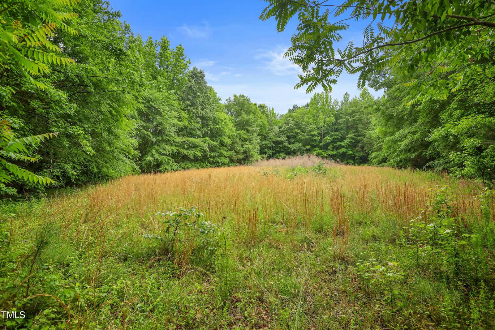 A grassy clearing surrounded by dense green trees under a blue sky with scattered clouds. The field has tall, wild grass and plants, creating a natural, overgrown look.