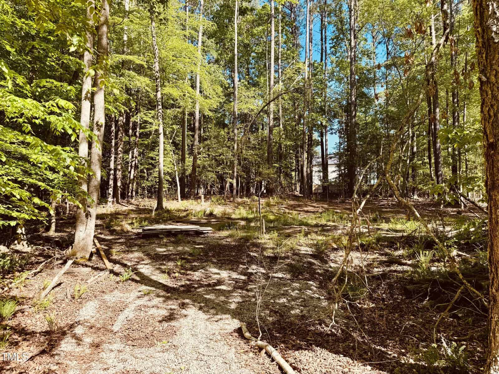 A forest scene with tall trees, scattered green undergrowth, sunlight filtering through the branches, and a few fallen twigs and branches on the forest floor.