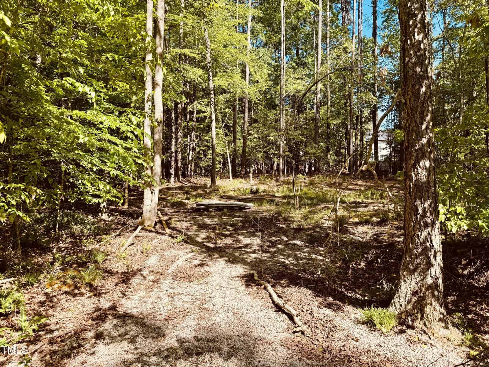 A sunlit forest scene with tall trees, green foliage, and a dirt path. Some fallen branches lie on the ground, and sunlight filters through the leaves, casting dappled shadows on the forest floor.
