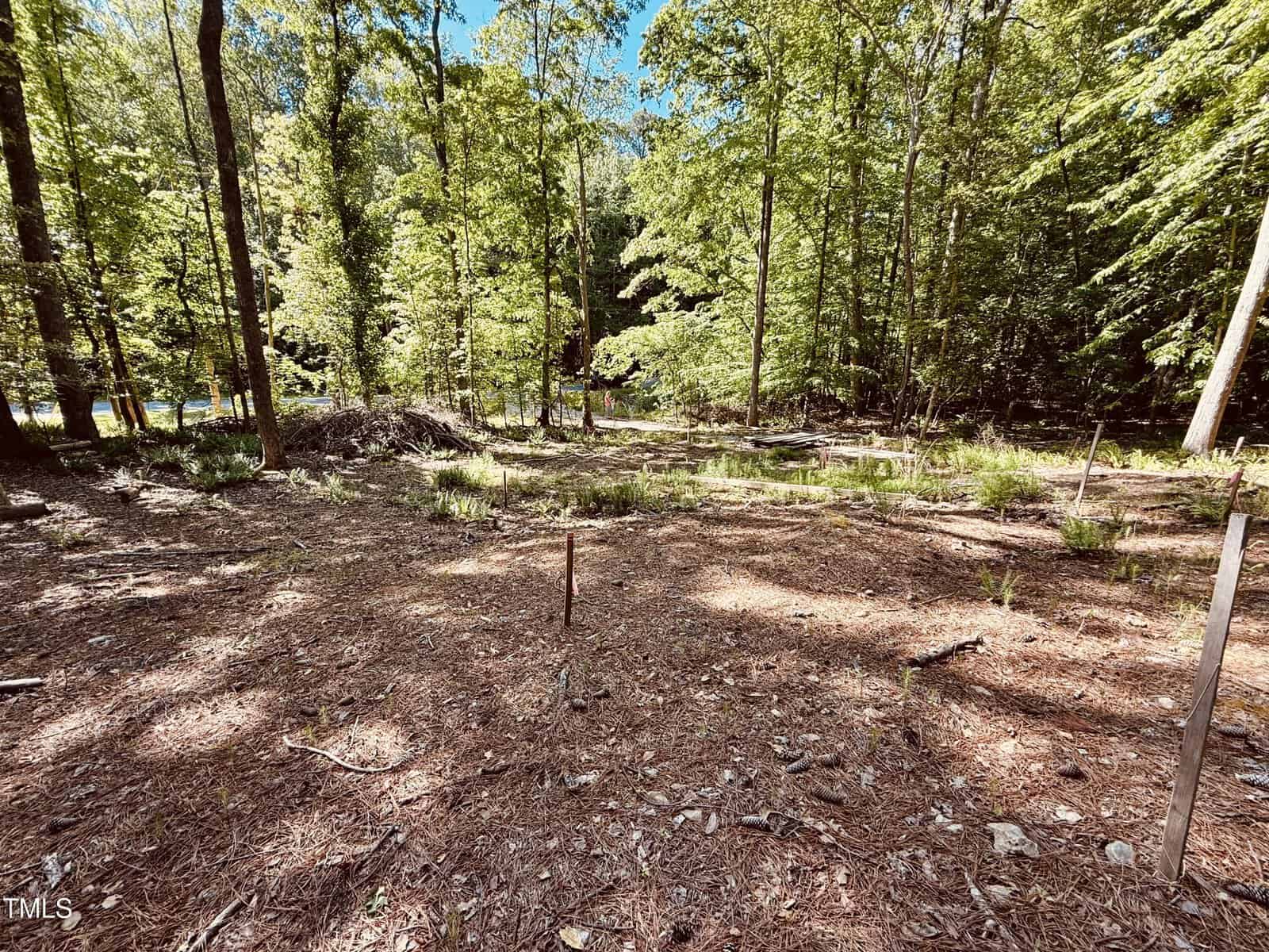 A sunlit forest clearing with tall trees and scattered underbrush. Wooden stakes are placed in the ground, suggesting a marked area, with leaves and small plants covering the forest floor.