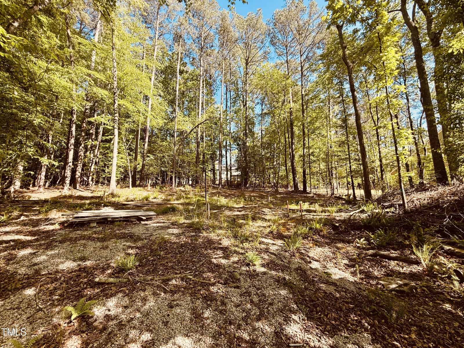 A sunlit forest clearing with tall, thin trees and scattered undergrowth, patches of sunlight on the ground, and a wooden platform or picnic table to the left. The sky is clear and blue.
