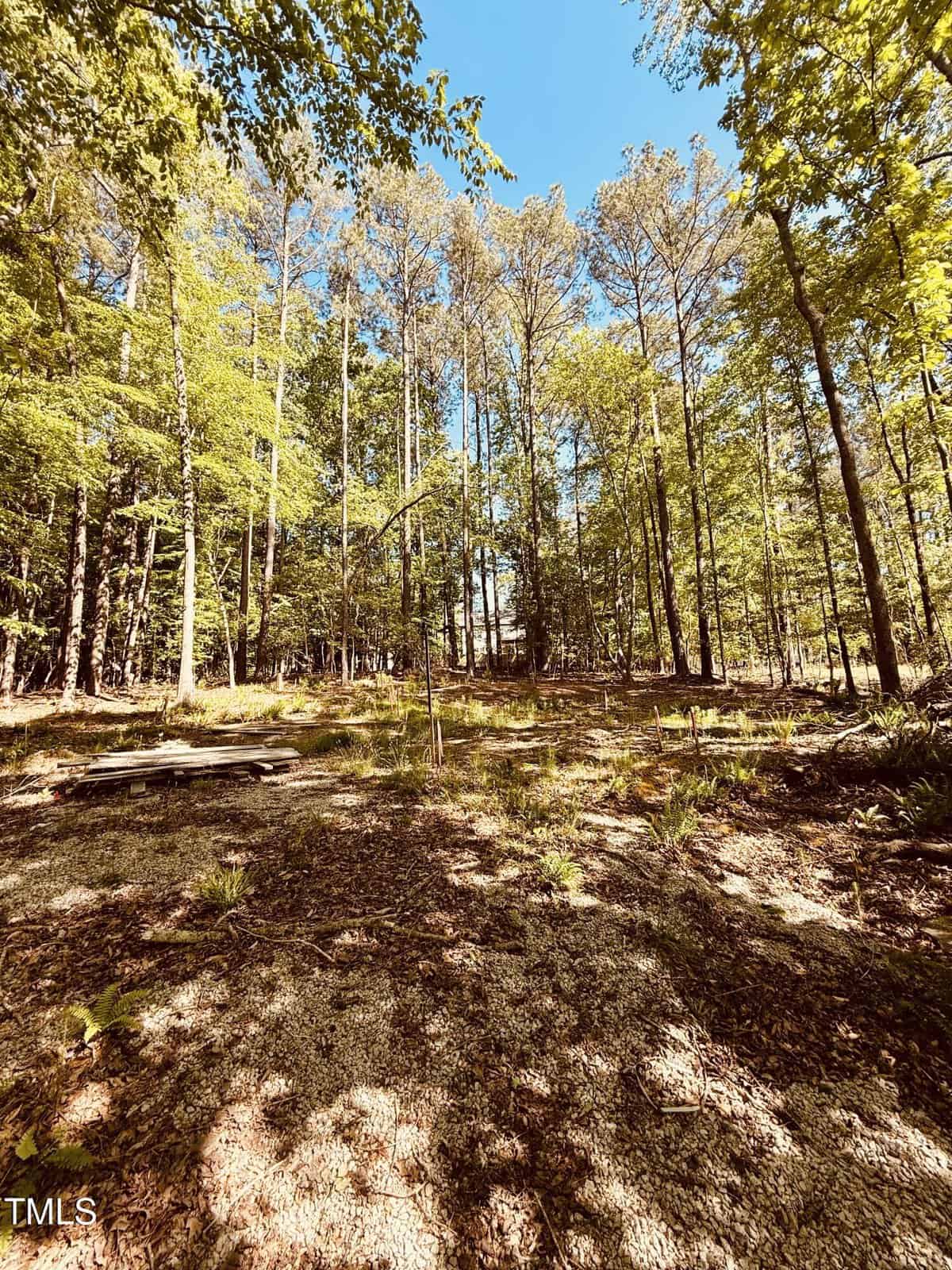 A sunlit forest clearing with tall trees, patches of grass, and leafy shadows on the ground. Blue sky is visible through the tree canopy.