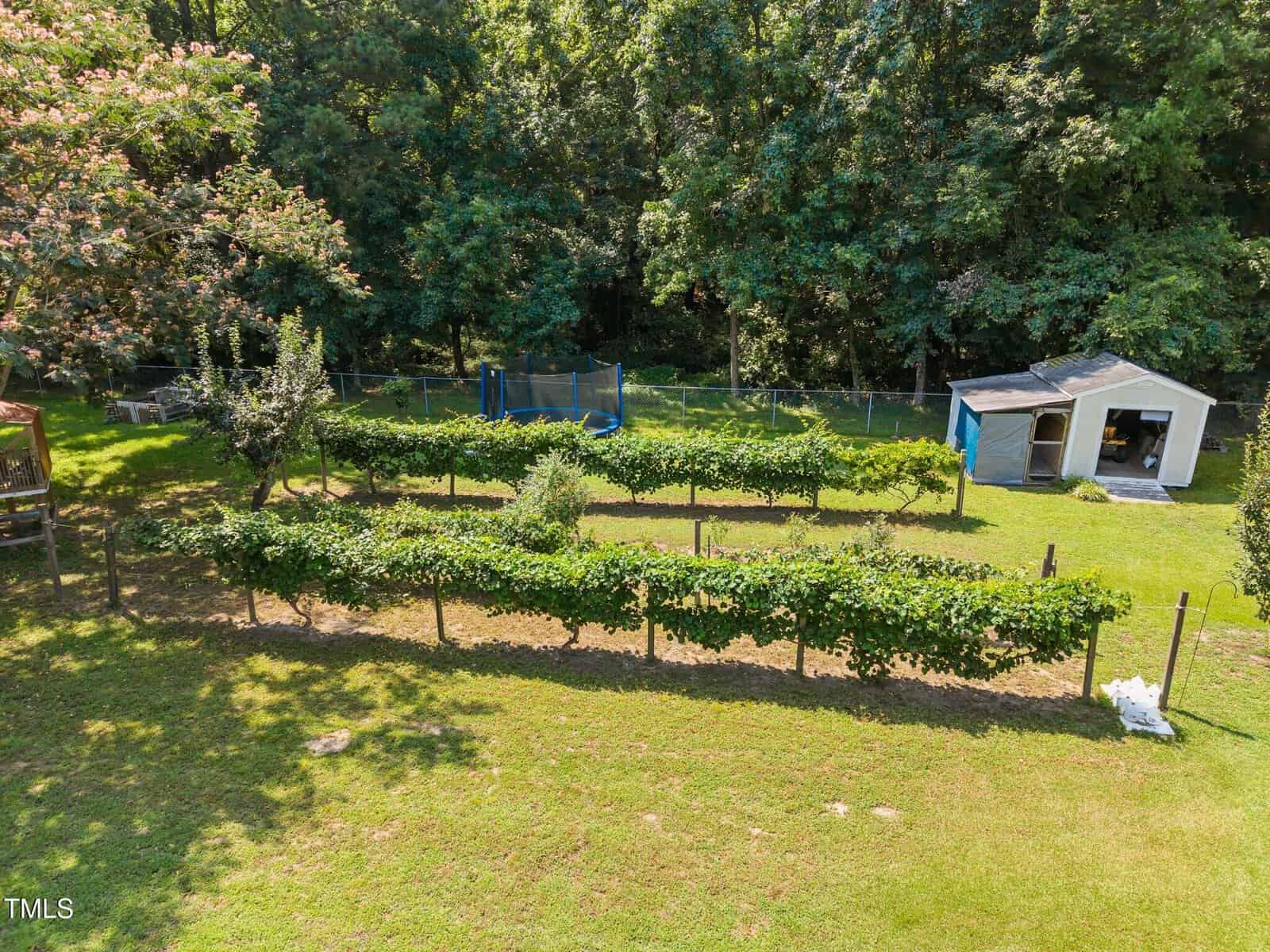 A backyard garden with several rows of grapevines, a trampoline behind a fence, a small shed, and trees in the background on a sunny day.