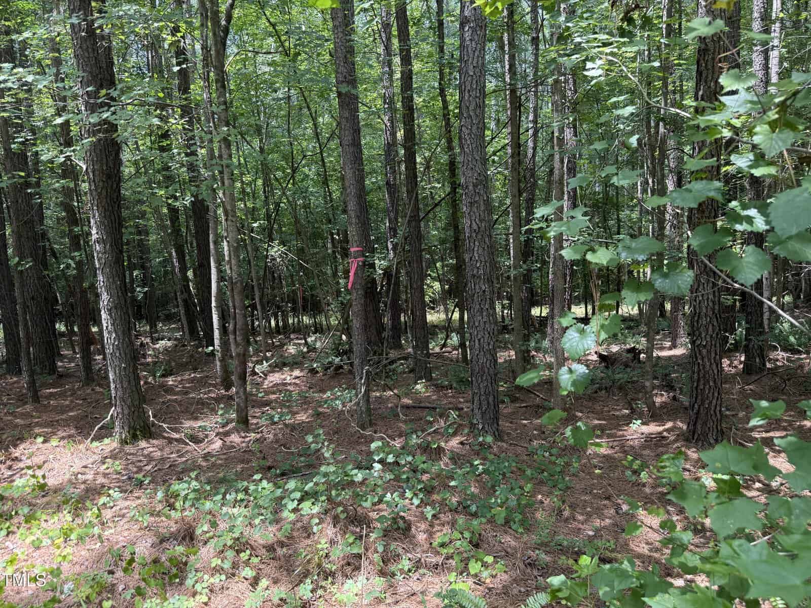 A dense forest with tall, straight trees and a ground covered in dry pine needles and low green plants. Sunlight filters through the leaves. A piece of pink tape is tied around one tree near the center.