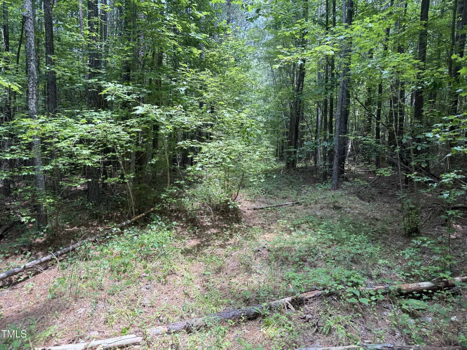 A forest scene with dense green trees and underbrush, scattered fallen branches on the ground, and sunlight filtering through the foliage. The forest floor is covered with grass, leaves, and pine needles.