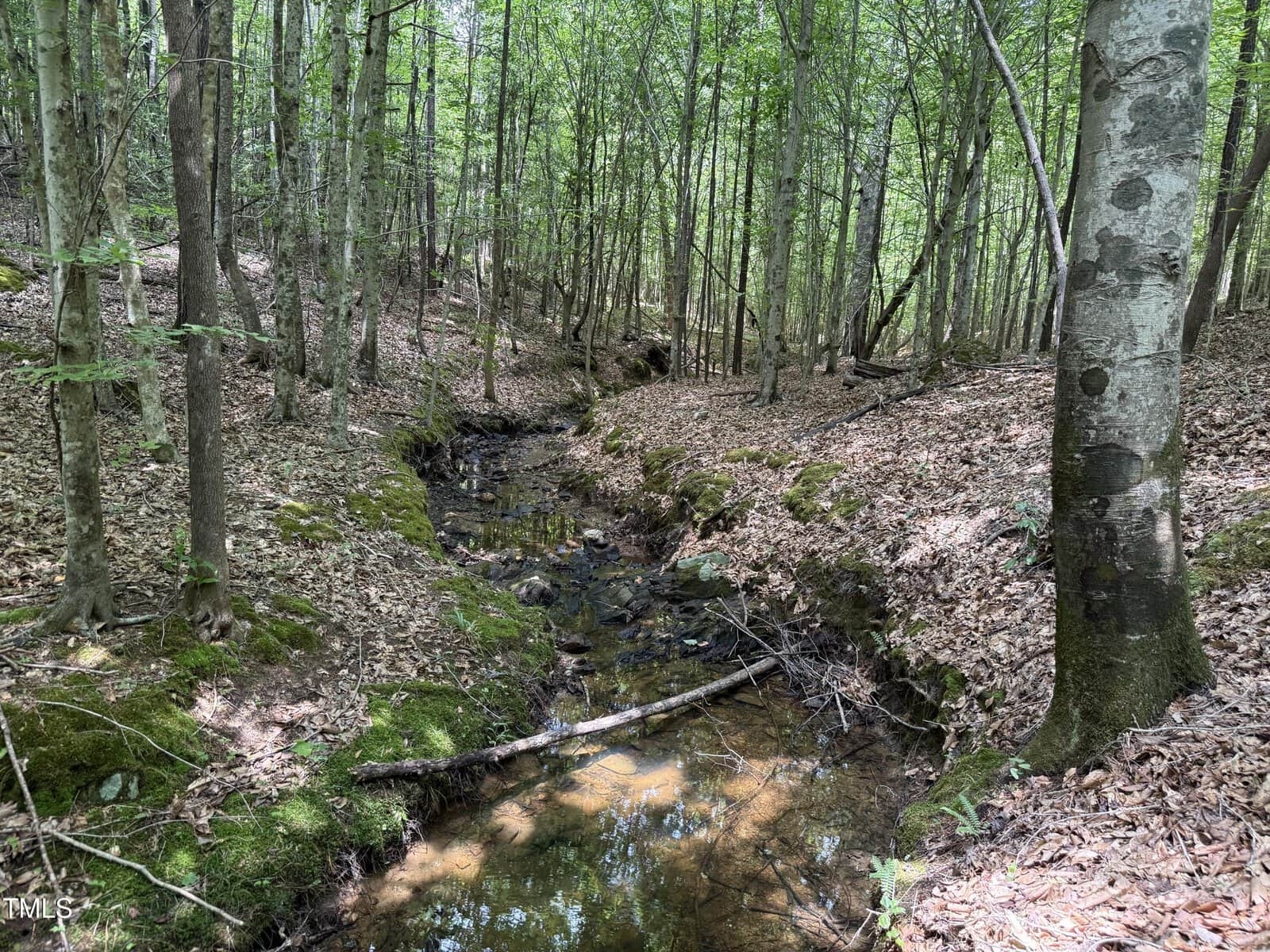 A shallow creek flows through a forest with dense green trees and a leafy forest floor. Sunlight filters through the canopy, and fallen branches lie across the water. Moss covers parts of the ground and rocks.